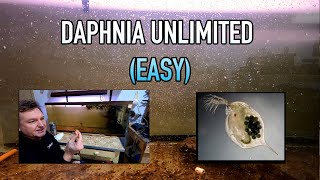 How I Raise Daphnia Water Fleas And You Can Too [upl. by Nitas708]