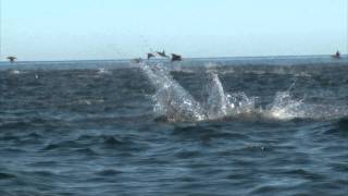 Manta Rays Jumping [upl. by Sayce]