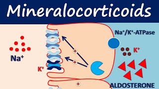 Mineralocorticoids  Fludrocortisone [upl. by Shepperd]