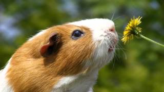 The Guinea Pig  Song original [upl. by Micheil]