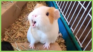 Best guinea pig noises of 2019 WARNING LOUD [upl. by Heiskell]