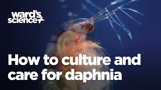 Caring and Culturing for Daphnia [upl. by Trelu]