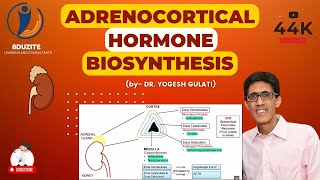 Adrenocortical Hormone Biosynthesis [upl. by Lilah965]