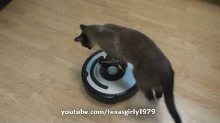 Cat shows HOW TO use iRobot Roomba Vacuum [upl. by Theobald]