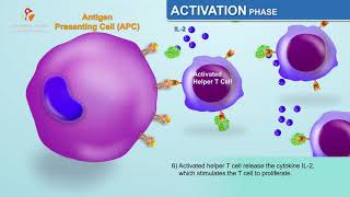 The Humoral Immune Response  Immunology Animations [upl. by Murielle646]