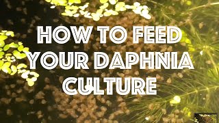 How To Feed Your Daphnia Culture [upl. by Hagai]