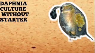 HOW TO CULTURE DAPHNIA NATURALLY WITHOUT A STARTER [upl. by Harriot]