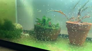 Daphnia Culturing Snails or no snails [upl. by Yhtamit204]