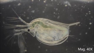 Daphnia magna under the Microscope [upl. by Tobi]