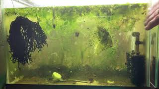 Scuds Daphnia Cherry Shrimp Copepods My aquatic food culture [upl. by Milka]