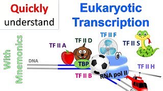 Eukaryotic Transcription [upl. by Rein]