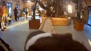 Guinea Pig Bridge Song 2 hours [upl. by Sheree]