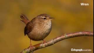 Beautiful Dawn Chorus Birdsong  Nature Sounds [upl. by Oetomit]