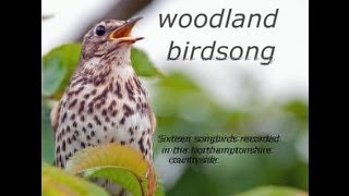 The Worlds Most Beautiful Bird Songs  Part One [upl. by Elsworth]