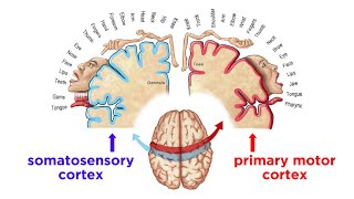 The Sensorimotor System and Human Reflexes [upl. by Reece]