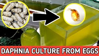 HOW TO HATCH DAPHNIA EGGS  HOW TO CULTURE DAPHNIA [upl. by Kohn419]