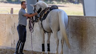 Step ONE quotTeaching Your Horse Piaffe in Handquot  Horse Training Tips with Deanna Corby Dressage [upl. by Esinaej556]