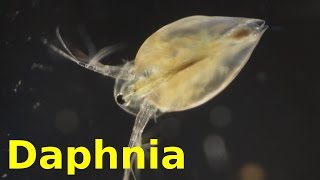 Daphnia [upl. by Clotilda434]