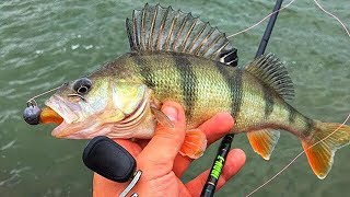 PERCH FISHING FROM SHORE [upl. by Ingalls]