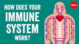 How does your immune system work  Emma Bryce [upl. by Ehcadroj]