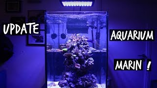 MON AQUARIUM MARIN 6 MOIS PLUS TARD  TOOPET [upl. by Nekciv]