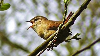 Birds Chirping and Singing in Rain Relaxation Meditation Nature Sounds [upl. by Sualokin330]