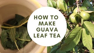 How to Make Guava Leaf Tea [upl. by Adnorahc]