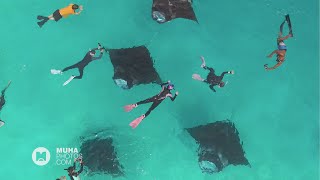 Feeding Franzy Manta Rays at Hanifaru Bay  Baa Atoll Maldives [upl. by Ettegdirb107]