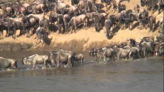 THE GREAT MIGRATION Serengeti  Maramp4 [upl. by Adrell]