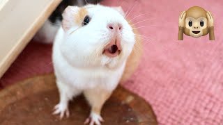 Guinea Pig MEGA Squeak and Noises Compilation [upl. by Molahs]