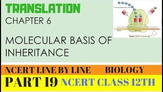 PART19TRANSLATIONCHAPTER 6 NCERT CLASS 12TH BIOLOGY [upl. by Garris]