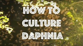 How To Culture Daphnia Magna [upl. by Suoicerp]