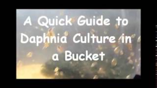 How to culture daphnia outside [upl. by Nayar]