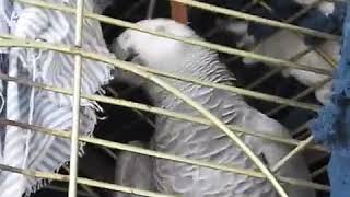 Parrot Swears During Argument with Owner [upl. by Haeli638]