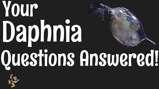 Daphnia Questions Answered [upl. by Aural]