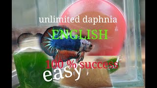 daphnia moina culture Easy way Unlimited production English  with sub Green water Chlorella [upl. by Yrrat]