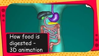 Science  How food is digested  3D animation  English [upl. by Ashwell475]