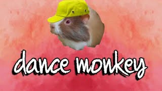 Guinea pig singing dance monkey [upl. by Eema]