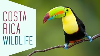 Costa Rica Wildlife [upl. by Ahsiuqal]