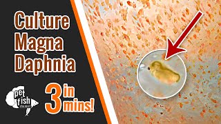 How to culture DAPHNIA MAGNA  The easy way [upl. by Blodget155]