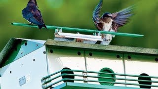 Purple Martins  Morning Vocalizations full CD [upl. by Olfe]