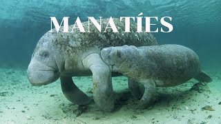 Manatíes mini documental curiosidades y más sobre los manatíes [upl. by Ynnav]