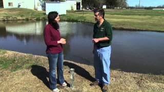 Attracting Purple Martins to the Landscape [upl. by Domeniga176]