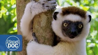 Madagascar The Children of Lemuria Full Documentary [upl. by Brott]