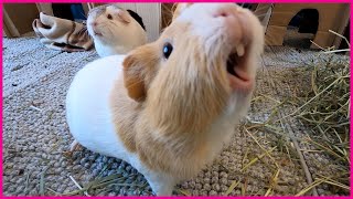 Happy guinea pigs wheeking and squeaking [upl. by Aivata68]