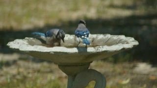 How to Clean Bird Bath Without Chemicals [upl. by Sheline]