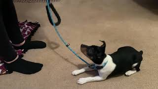 12 Week Old Decker Rat Terrier Training Session [upl. by Eiser]