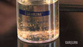 How to Care for Daphnia [upl. by Wei]