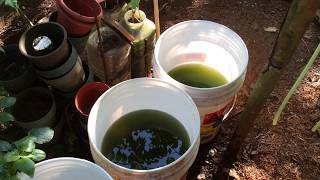 How to grow Green Water Algae [upl. by Aehtorod]