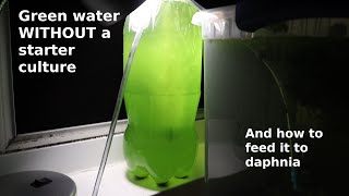 Green Water WITHOUT a Starter Culture  From Scratch  How To [upl. by Landy564]